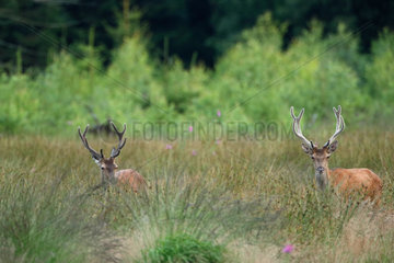 Red Deers (Cervus elaphus) male in velvet  Belgium