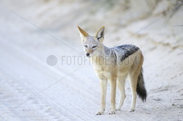 Black-backed jackal (Canis mesomelas) in the Kalahari desert  Kgalagad Transfrontier Park  North Cape  South Africa