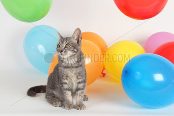 Kitten sitting next to inflatable balloons of all colors on white background