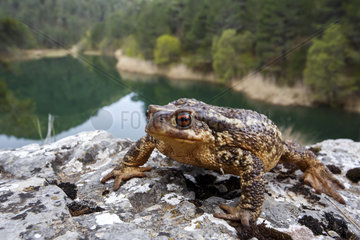 Common Toad on bank - Sierra de Cazorla Andalusia Spain