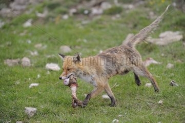 Red fox and prey - Pyrenees France