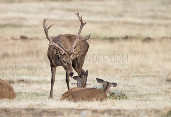 Red deer (Cervus elaphus)  male in rut with female and young  Spain