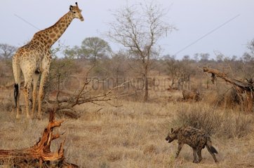 Morning meeting between a Giraffe (Giraffa camelopardalis) and a spotted Hyena (Crocuta crocuta)  Kruger National Park  Mpumalanga  South Africa
