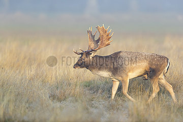 Fallow deer (Dama dama) Buck walking in a meadow  England  Autumn