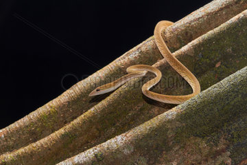 Asian vine snake  Boie's whip snake  Gunther's whip snake or Oriental whip snake (Ahaetulla prasina)  Kubah national park  Sarawak  Borneo  Malaysia