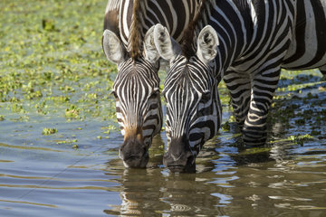 Grant's zebras drinking in a pound - Maasai Mara
