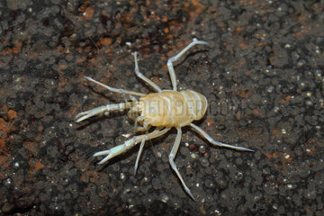 Blind Albino Cave Crab (Munidopsis polymorpha)  Endemic albino crab of the cave Jameos del agua  Lanzarote