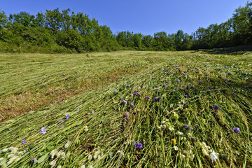 Prairie after mowing in mountain - Jura France