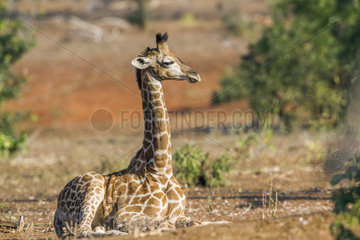 Young Giraffe (Giraffa camelopardalis) at rest in savanna  Kruger National park  South Africa