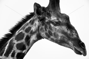 Giraffe (Giraffa camelopardalis) close up   Namibia  Etosha national park