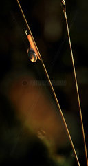 Snail (Helix pomatia) crawling on a blade of grass in the morning backlit.