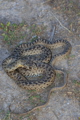 Montpellier Snake (Malpolon monspessulanus) juvenile  Spain