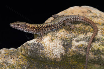 Common Wall Lizard on black background