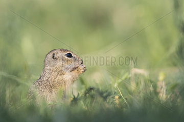 European Ground Squirrel (Spermophilus citellus) eating grasses in the Dobrogea Gorges protected area  Romania