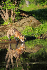 Red Fox drinking at the waterside - Minnesota USA