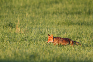 Red Fox on the lookout in a field - France Betagne