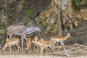 Greater kudu (Tragelaphus strepsiceros) and Impalas (Aepyceros melampus)  Kruger national park  South Africa