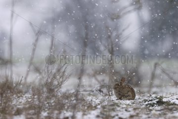 Rabbit ball under the snow Allier France