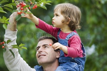 Girl picking cherries with her father France