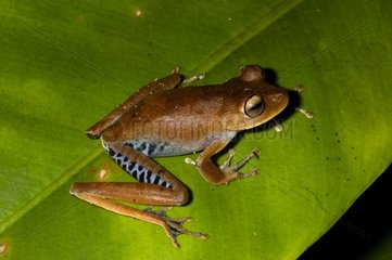 Amapa Treefrog on a leaf French Guiana