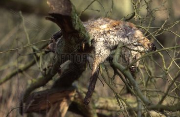 Dead fox hung on branches