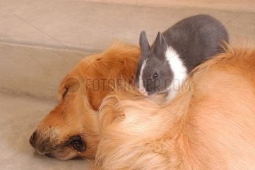 Golden retriever endormi et lapin gris