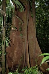 Trunk of Mencouart in Guyanaise forest
