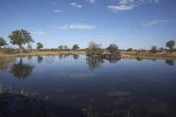 Bäume  die sich im Okavango Delta Botswana widerspiegeln