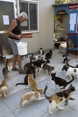 Mann  der Katzen in einem Heiligtum für Katzen Zypern füttert