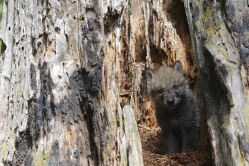 Young Gray Wolf 1 month in a stump Montana USA