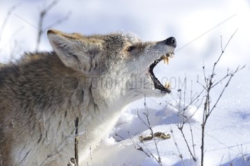 Kojote zeigt Rocky Mountains Montana USA