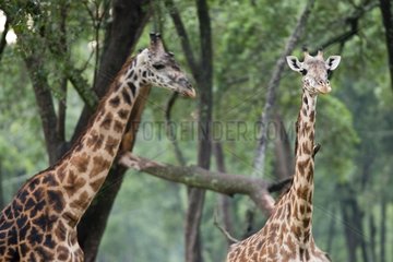 Rothschild giraffes in the woods Nakuru Kenya