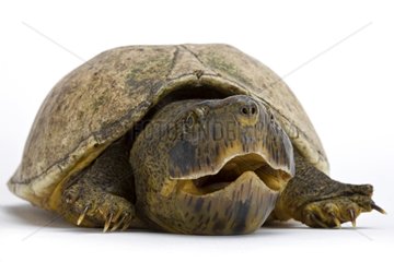 Loggerhead Musk Turtle Studio