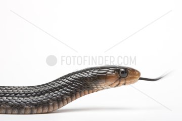 Portrait of an Indigo Snake from South USA in studio