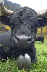 Portrait of a cow lying Herens breed of Switzerland