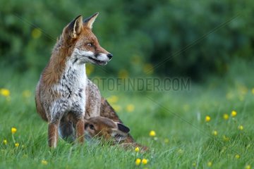 Mother Red fox feeding a pup spring GB