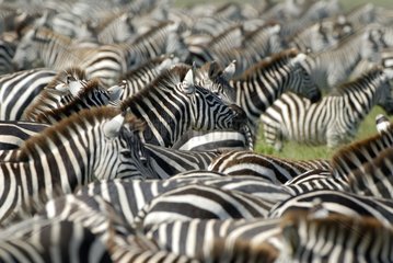 Grants Zebras in Savanna Tansania