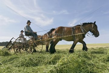 Tedder von einem Ardennen -Pferd Frankreich