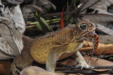Rohrkröten  die eine kurzirdische Schlange Französisch-Guayana isst