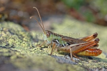 Male Locust posed on the stone France