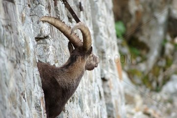Ibex männlich verlässt eine verlassene Fort Frankreich