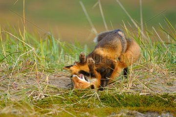 Young red foxes playing in the tundra Alaska USA