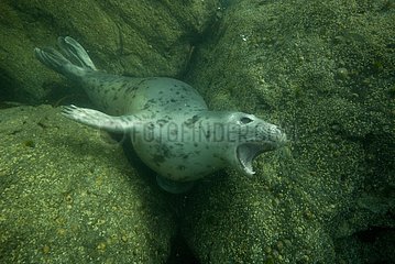 Grey Seal underwater at Jentilez France