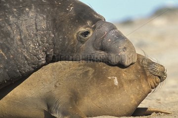 Préliminaires d'accouplement d'éléphants de mer Mexique