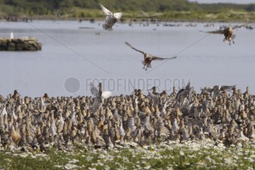 Red knots and Dunlins roosting in summer England