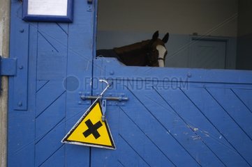 Pferd in Box- und Präventionsgremium Veterinärschule