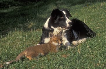 Collie sheep dog with adopted young fox Cotswolds UK