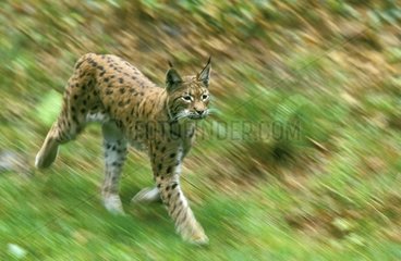Lynx boréal marchant Bayerischer Wald Allemagne