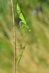 Praying mantis on a grass stem - Prairie du Fouzon France