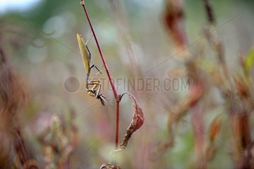 Praying mantis eating a grasshopper on a stem - France